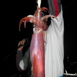 Aquanaut（アクアノート） 釣果