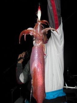 Aquanaut（アクアノート） 釣果