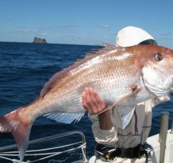 Aquanaut（アクアノート） 釣果