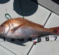 Aquanaut（アクアノート） 釣果