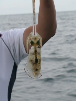 Aquanaut（アクアノート） 釣果