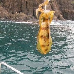 Aquanaut（アクアノート） 釣果