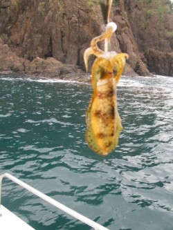 Aquanaut（アクアノート） 釣果