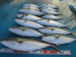 アジアマリンサービス 釣果