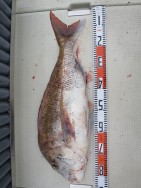 アジアマリンサービス 釣果