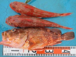 アジアマリンサービス 釣果