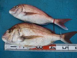 アジアマリンサービス 釣果