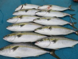 アジアマリンサービス 釣果