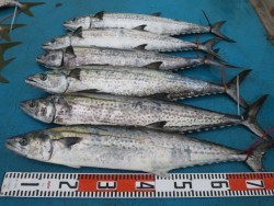 アジアマリンサービス 釣果