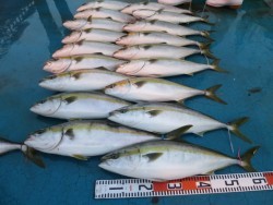 アジアマリンサービス 釣果