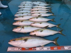 アジアマリンサービス 釣果