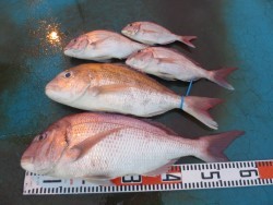 アジアマリンサービス 釣果