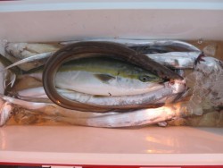 アジアマリンサービス 釣果