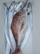 アジアマリンサービス 釣果