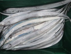 アジアマリンサービス 釣果