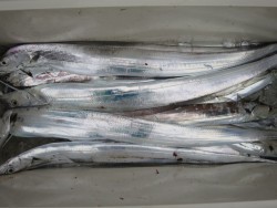 アジアマリンサービス 釣果