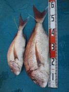 アジアマリンサービス 釣果