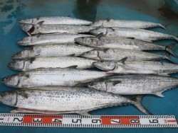 アジアマリンサービス 釣果