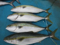 アジアマリンサービス 釣果