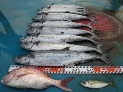 アジアマリンサービス 釣果