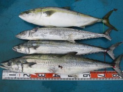 アジアマリンサービス 釣果