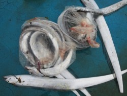 アジアマリンサービス 釣果