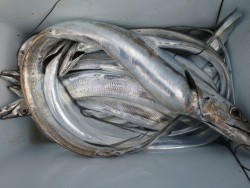 アジアマリンサービス 釣果