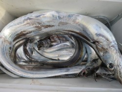 アジアマリンサービス 釣果