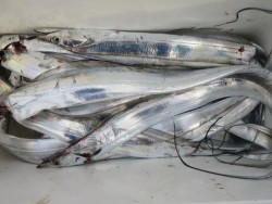 アジアマリンサービス 釣果