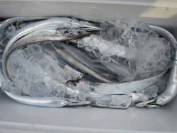 アジアマリンサービス 釣果