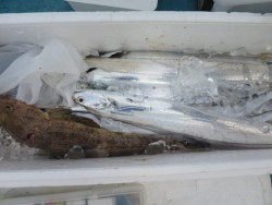 アジアマリンサービス 釣果