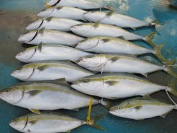 アジアマリンサービス 釣果