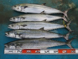 アジアマリンサービス 釣果