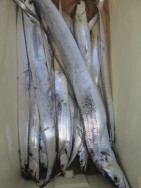 アジアマリンサービス 釣果