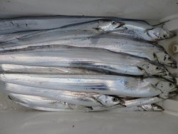 アジアマリンサービス 釣果