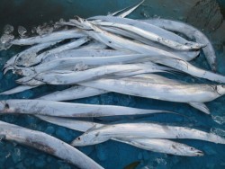 アジアマリンサービス 釣果