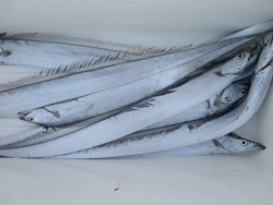 アジアマリンサービス 釣果