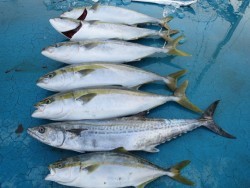 アジアマリンサービス 釣果