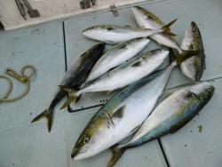 ハピネスⅡ 釣果