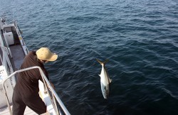 IZANAGI　イザナギ 釣果