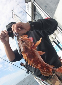 IZANAGI　イザナギ 釣果