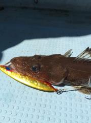 かいもん丸 釣果