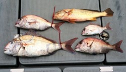 さんさん丸 釣果