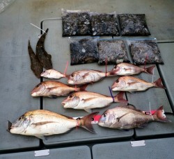 さんさん丸 釣果