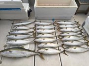 シーマジカル 釣果