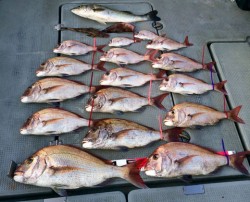 さんさん丸 釣果