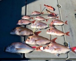 さんさん丸 釣果