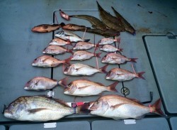 さんさん丸 釣果