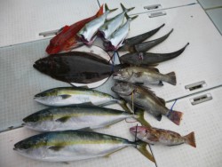 ふじしめ丸 釣果