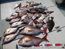 ふじしめ丸 釣果